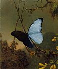 Blue Morpho Butterfly by Martin Johnson Heade